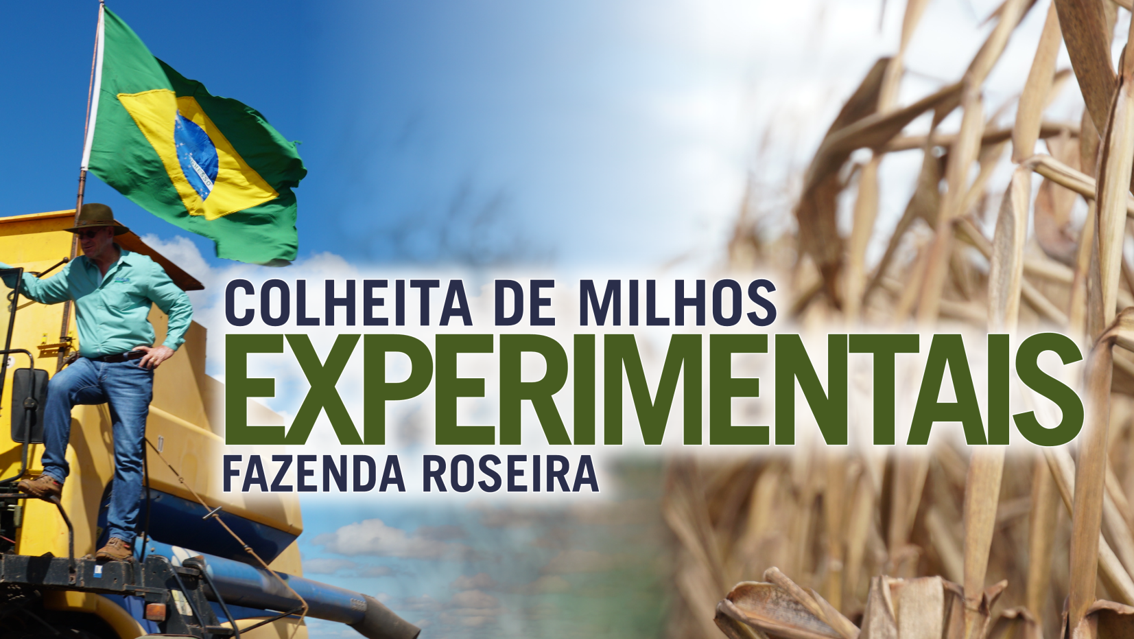Colheita de Milho – Fazenda Roseira (campos  de experimentos)