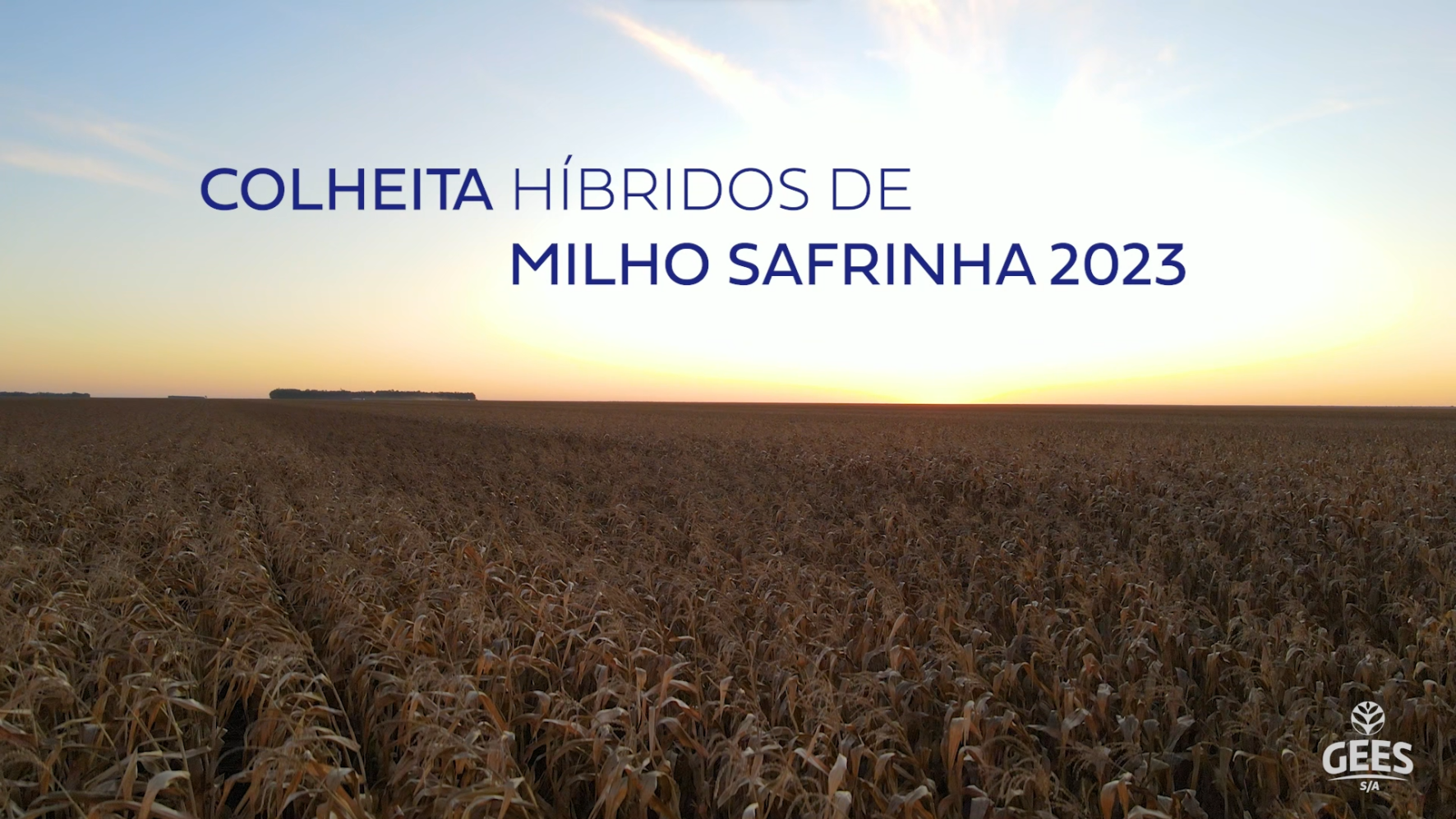 COLHEITA HÍBRIDOS DE MILHO SAFRINHA 2023